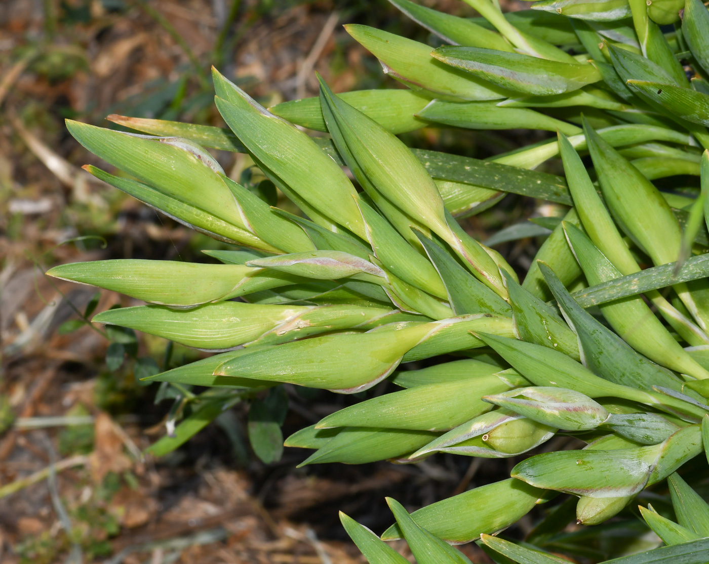 Изображение особи Ferraria crispa.