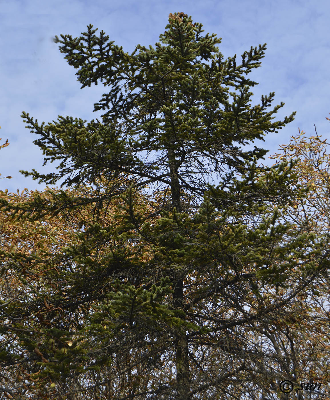 Image of Abies alba specimen.