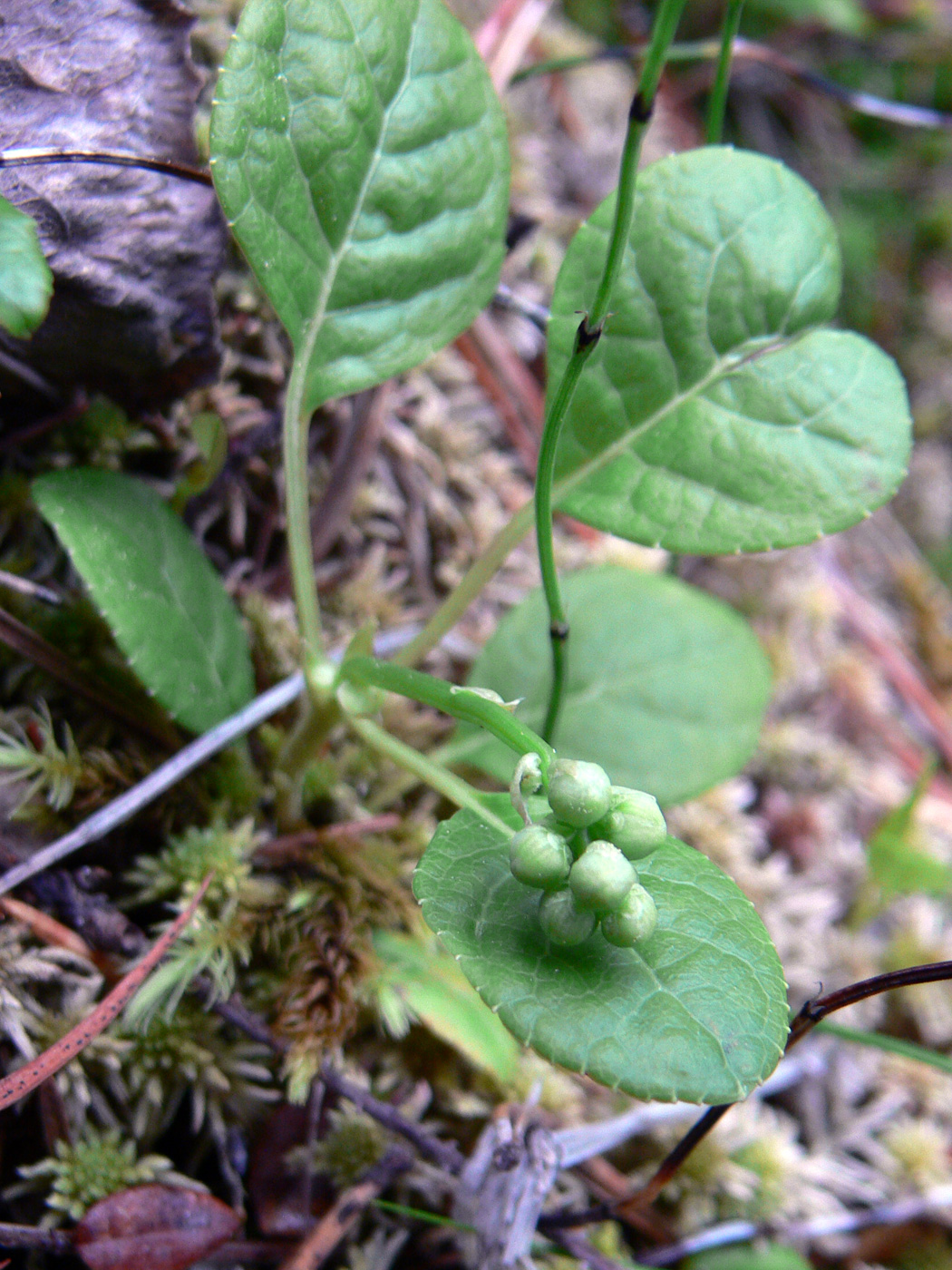 Image of Pyrola minor specimen.