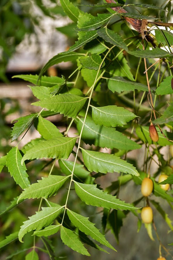 Image of Azadirachta indica specimen.