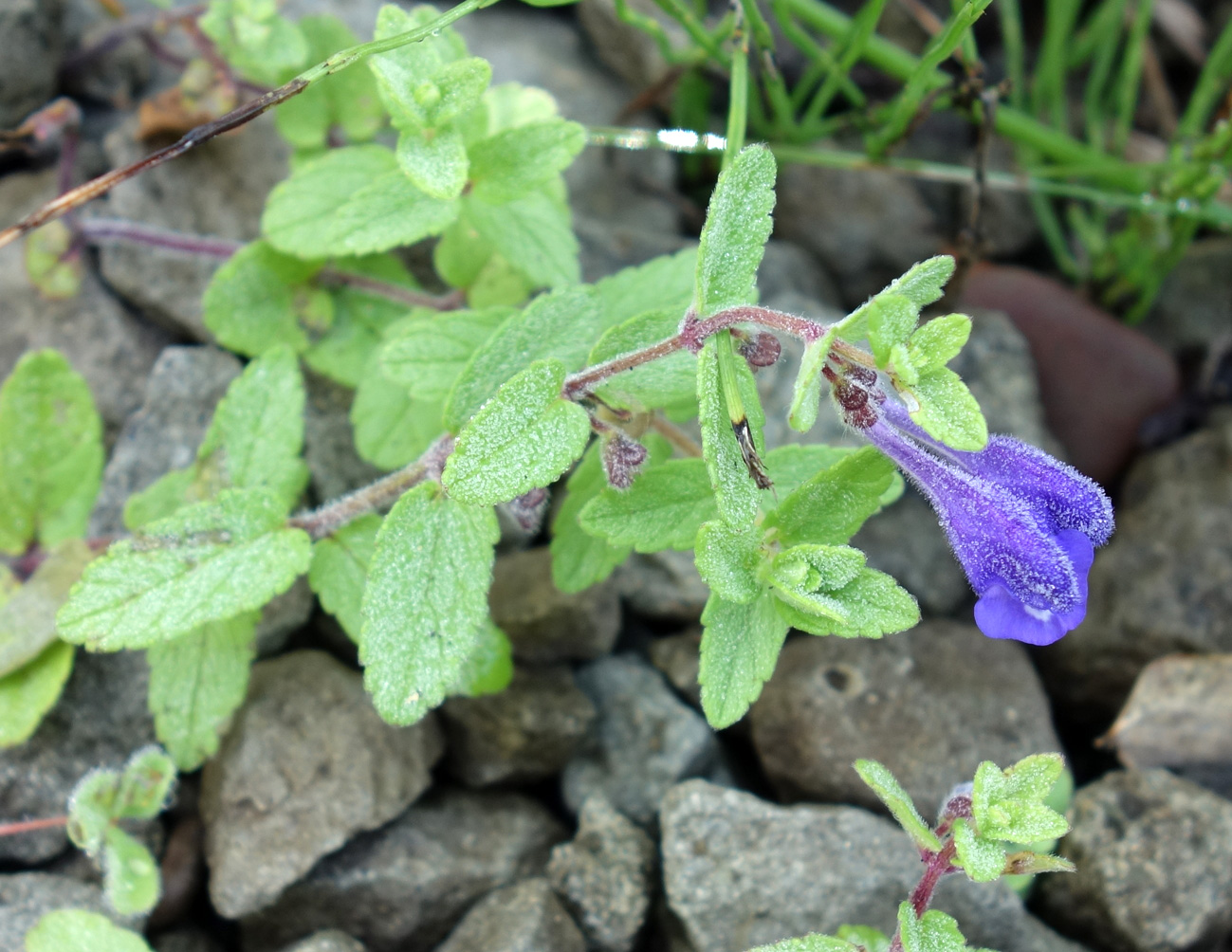 Изображение особи Scutellaria strigillosa.