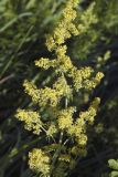 Galium verum