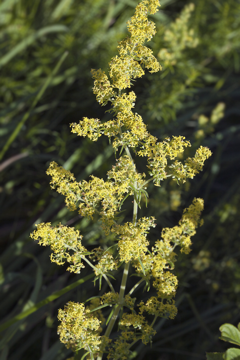 Изображение особи Galium verum.