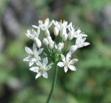 Allium ramosum. Соцветие. Алтай, Чуйский тракт между селами Иня и Иодро, урочище Калбак-таш. 20.07.2010.