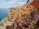 Cotinus coggygria