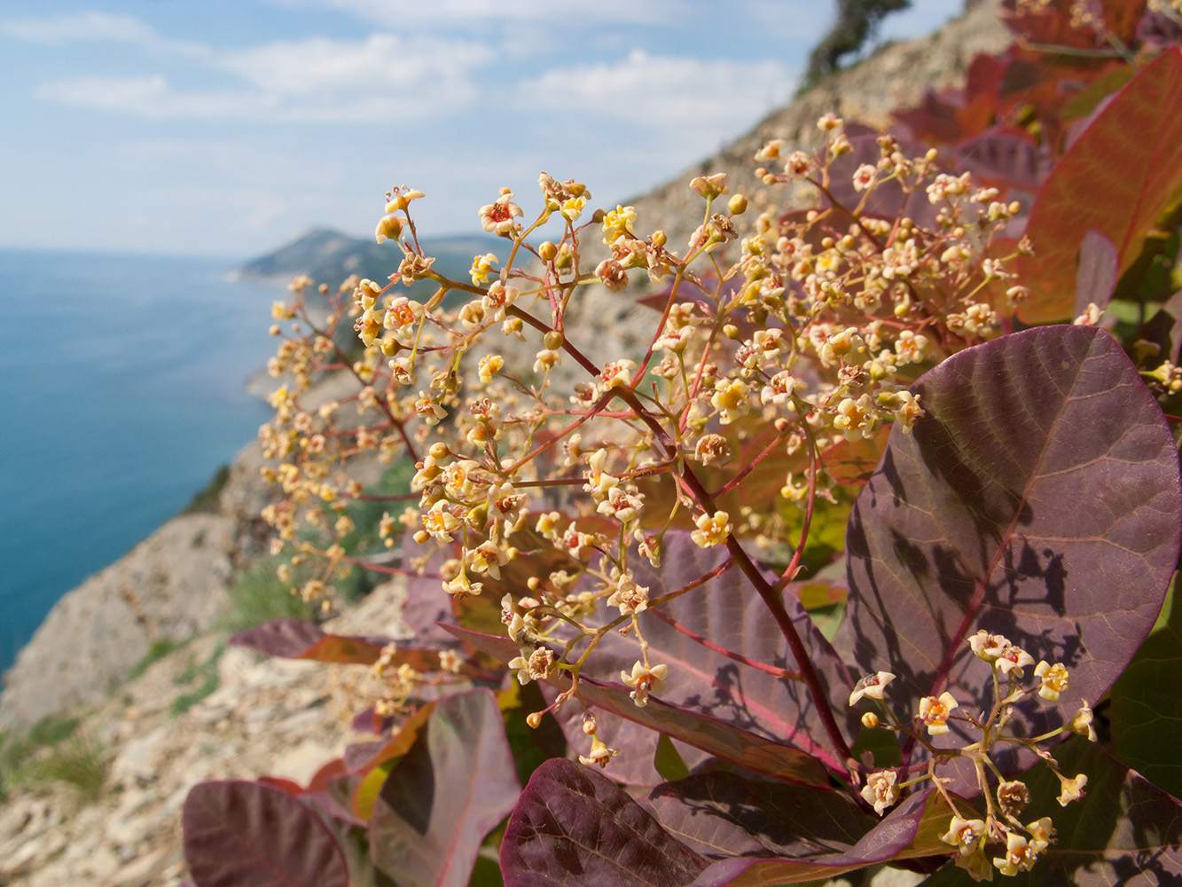 Изображение особи Cotinus coggygria.