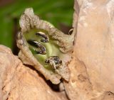 Crescentia cujete