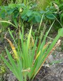 Iris setosa