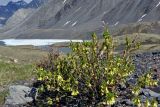 Lonicera hispida