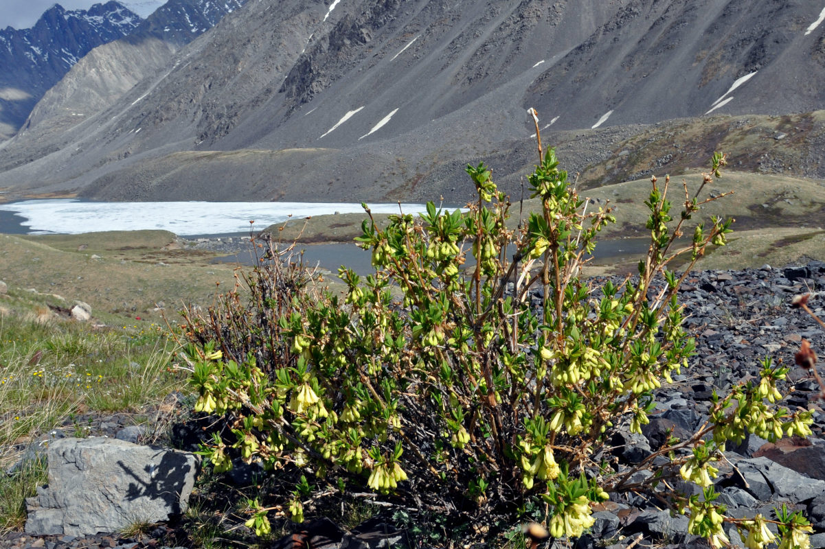 Image of Lonicera hispida specimen.