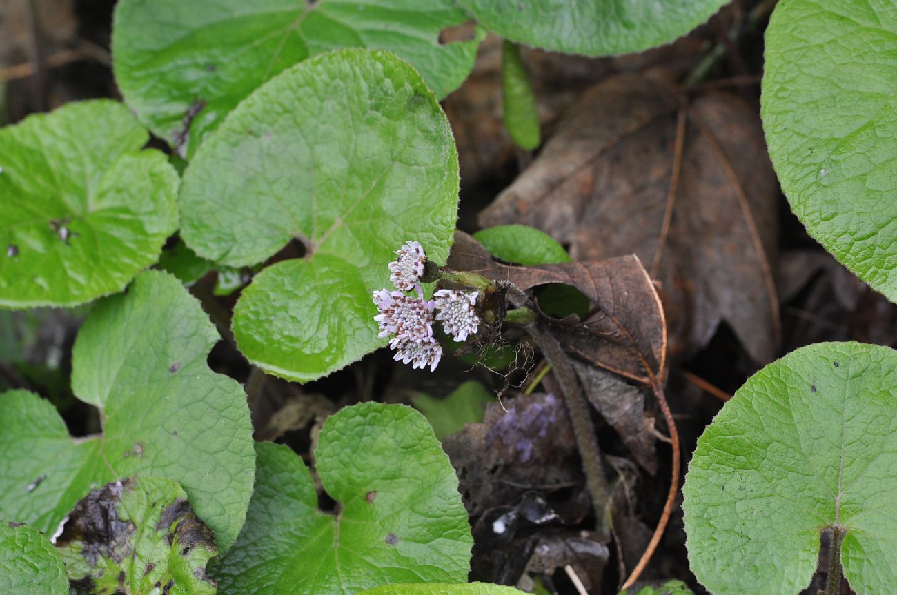 Image of Petasites pyrenaicus specimen.