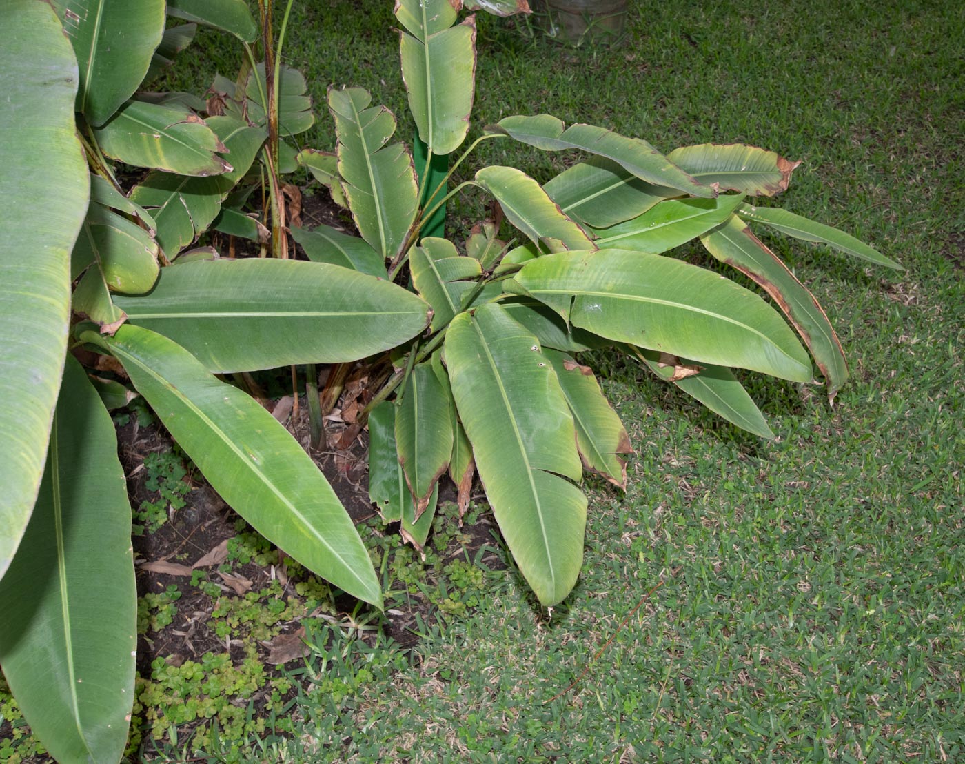 Image of Heliconia rostrata specimen.