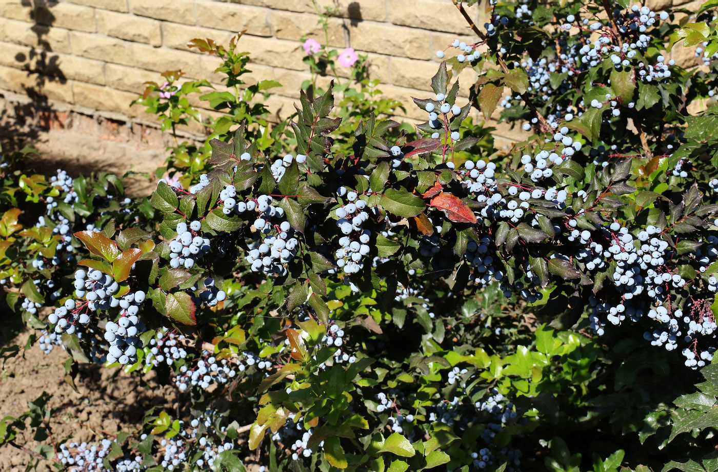 Изображение особи Mahonia aquifolium.