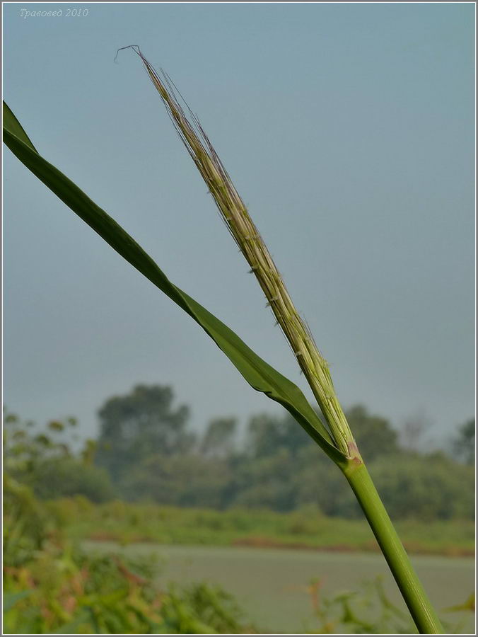 Image of Zizania aquatica specimen.