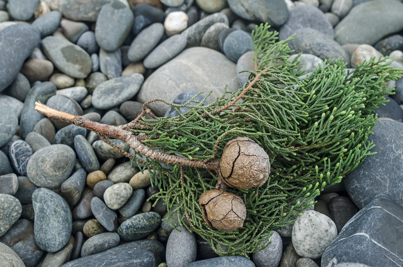 Image of Cupressus sempervirens specimen.