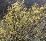 Cornus mas