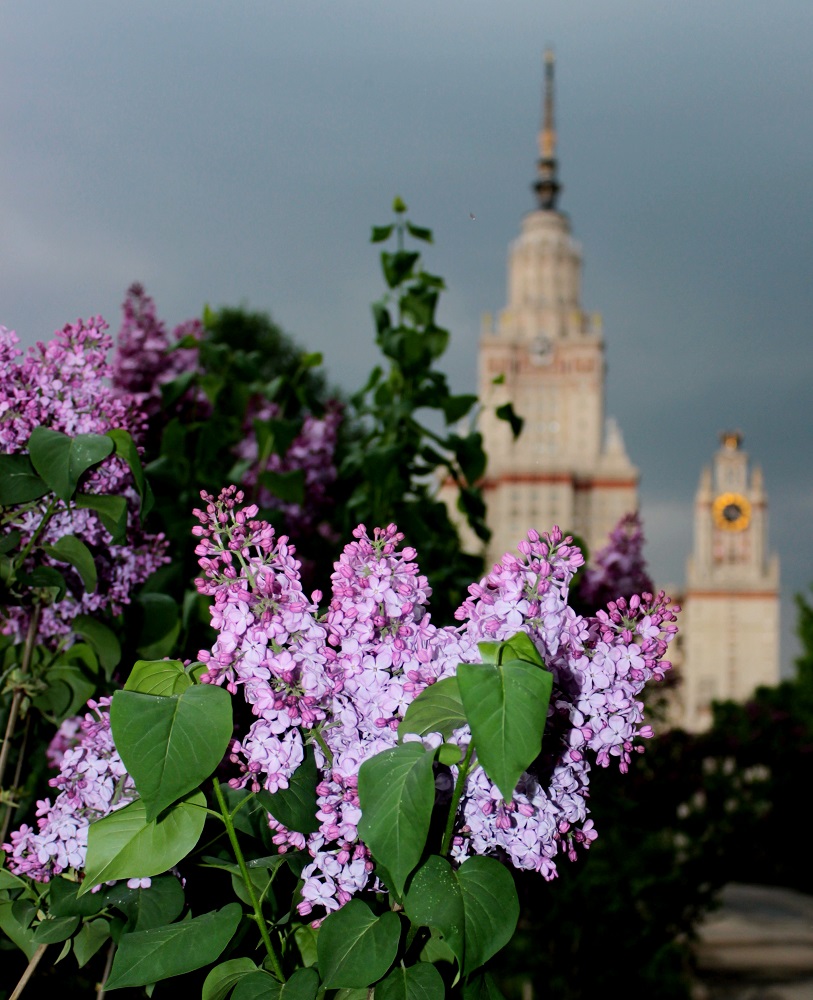 Изображение особи Syringa vulgaris.