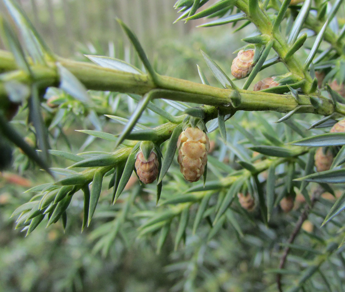 Изображение особи Juniperus squamata.