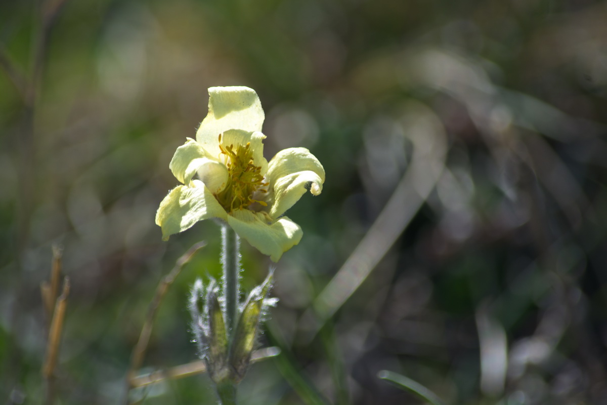 Изображение особи Pulsatilla albana.