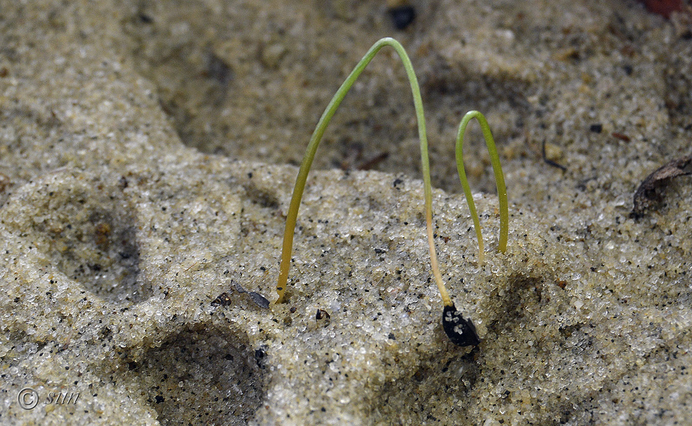 Image of Asphodeline taurica specimen.