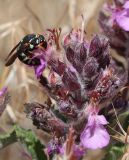 Teucrium chamaedrys