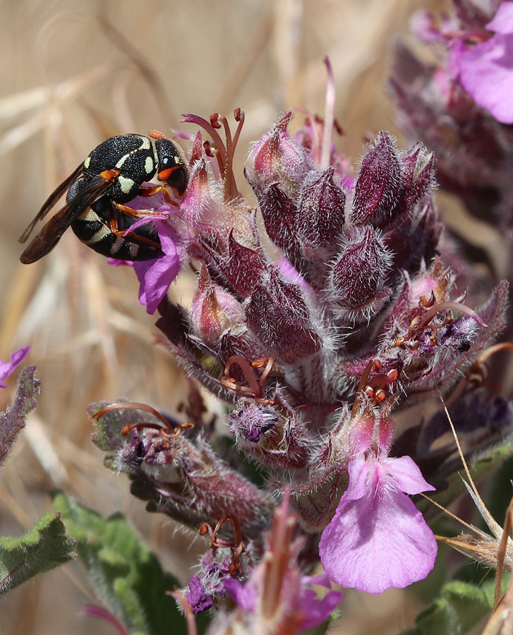 Image of Teucrium chamaedrys specimen.