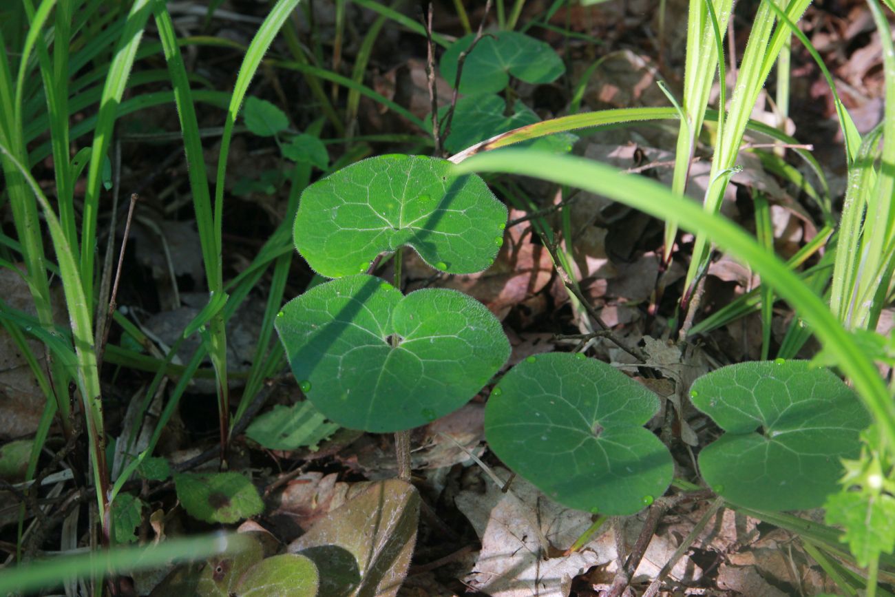 Изображение особи Asarum europaeum.