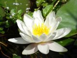 Nymphaea alba