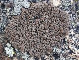 Lecidea fuscoatra