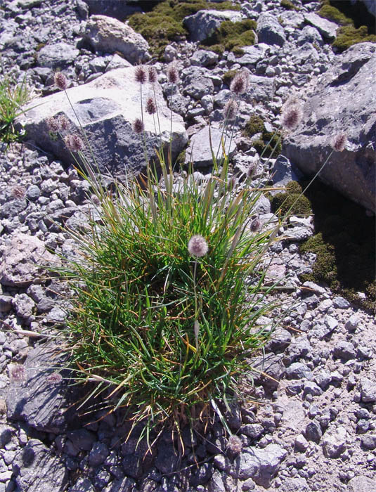 Image of Alopecurus dasyanthus specimen.