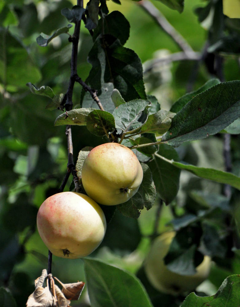 Изображение особи Malus domestica.