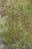 Juncus alpino-articulatus