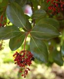 Viburnum odoratissimum разновидность awabuki