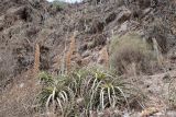 familia Bromeliaceae. Растения со старыми цветоносами. Перу, регион Куско, пос. Ollantaymtambo, археологический комплекс, подножие склона северо-восточной экспозиции. 11.10.2020.