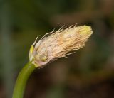 Bulbine narcissifolia