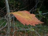 genus Crataegus. Лист в осенней окраске. Московская обл., г. Дубна, лесопарк, окр. пика Тяпкина. 29.09.2020.