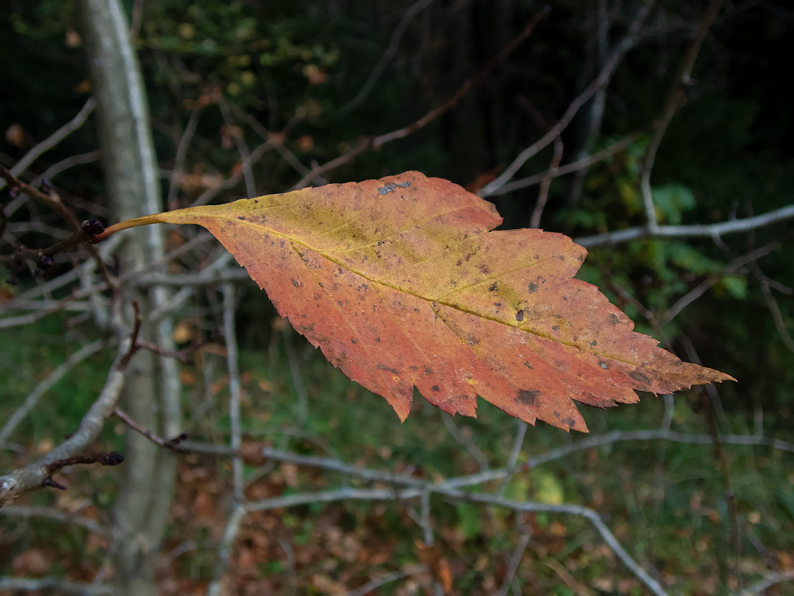 Изображение особи род Crataegus.