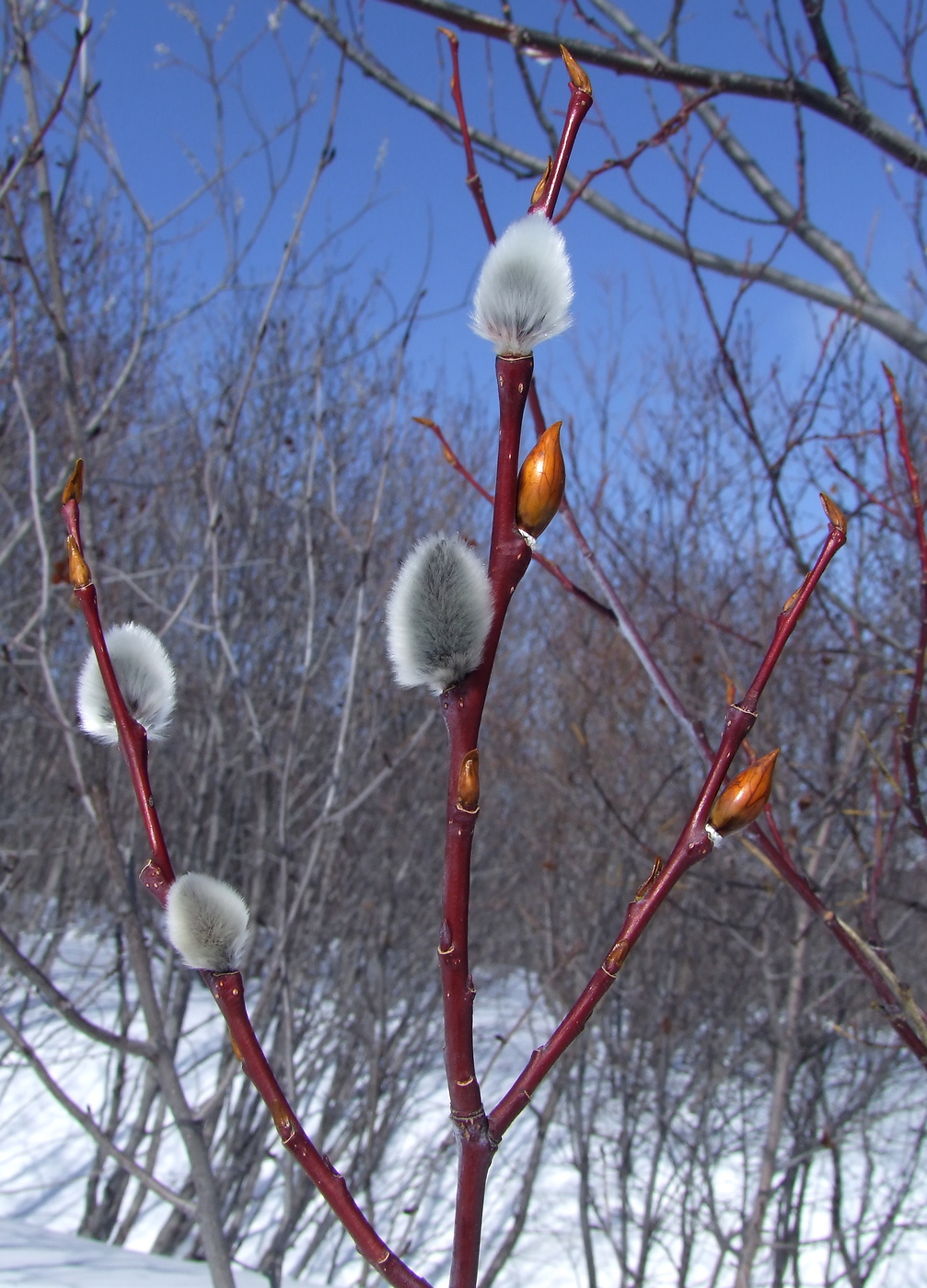 Image of Salix rorida specimen.