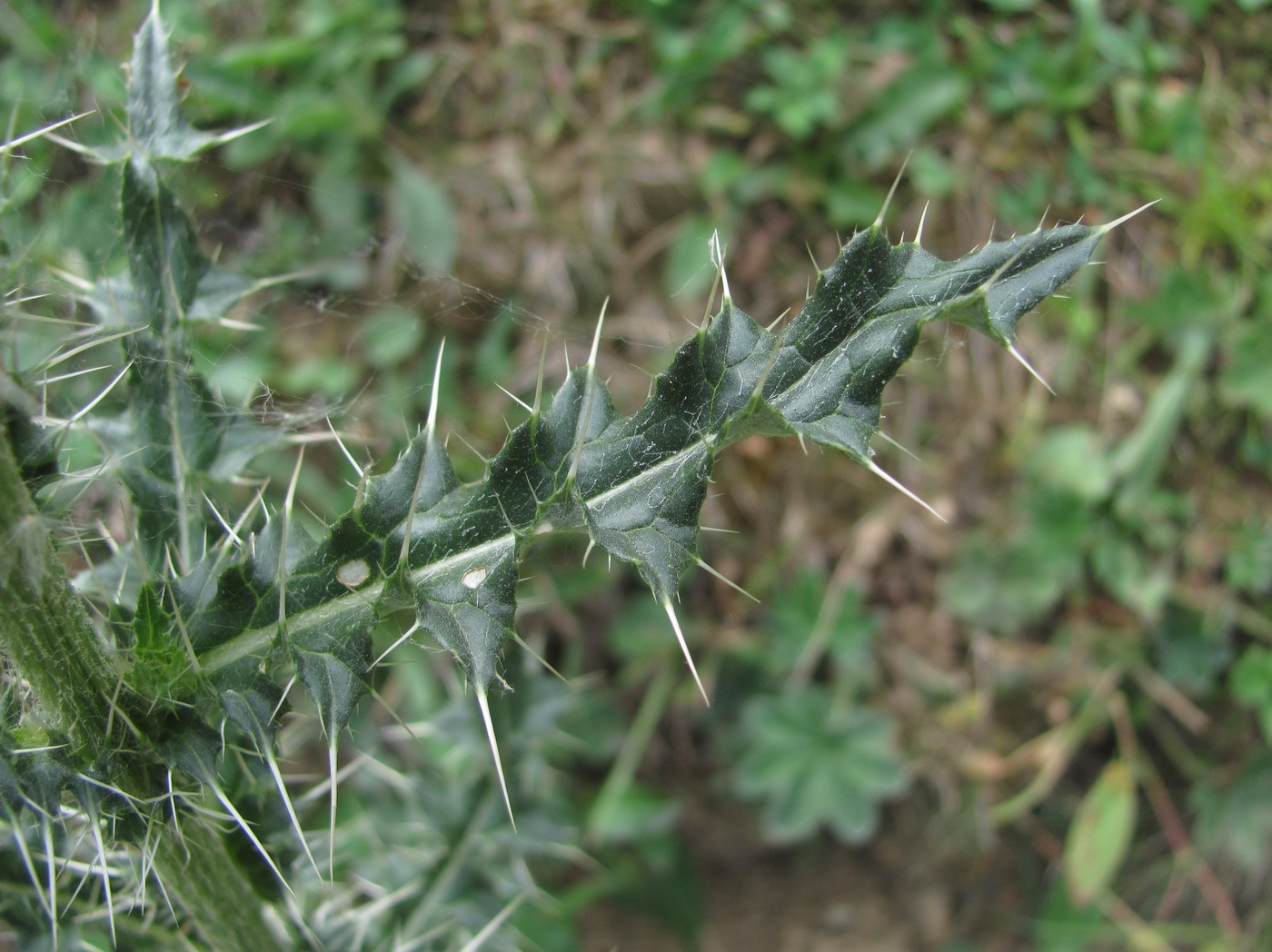 Image of Cirsium echinus specimen.