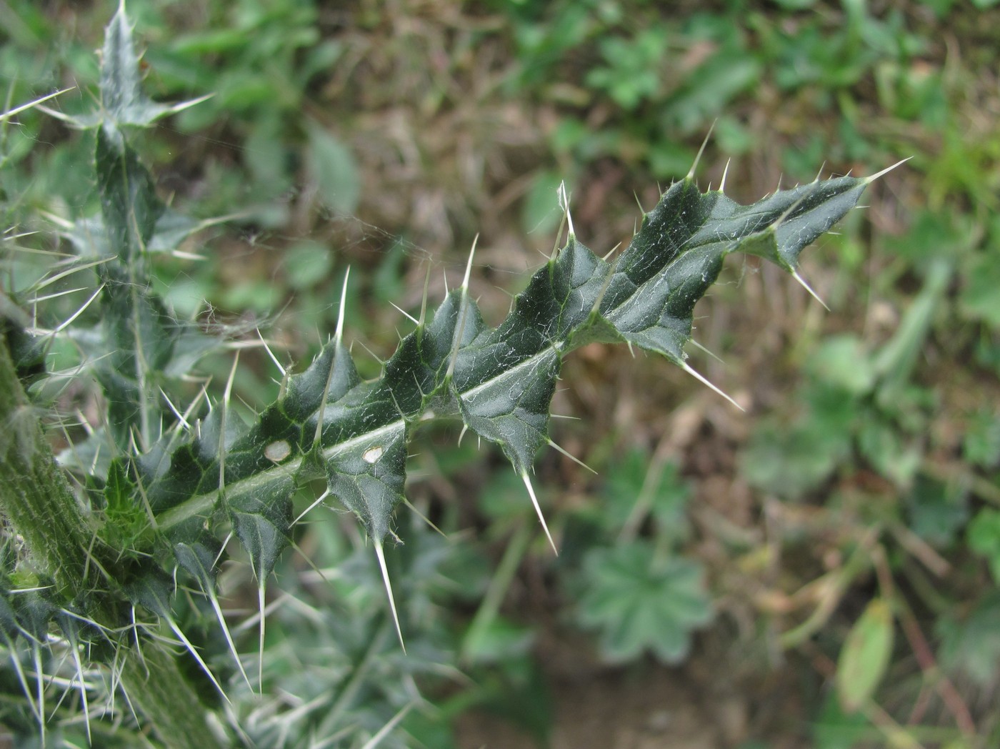 Изображение особи Cirsium echinus.