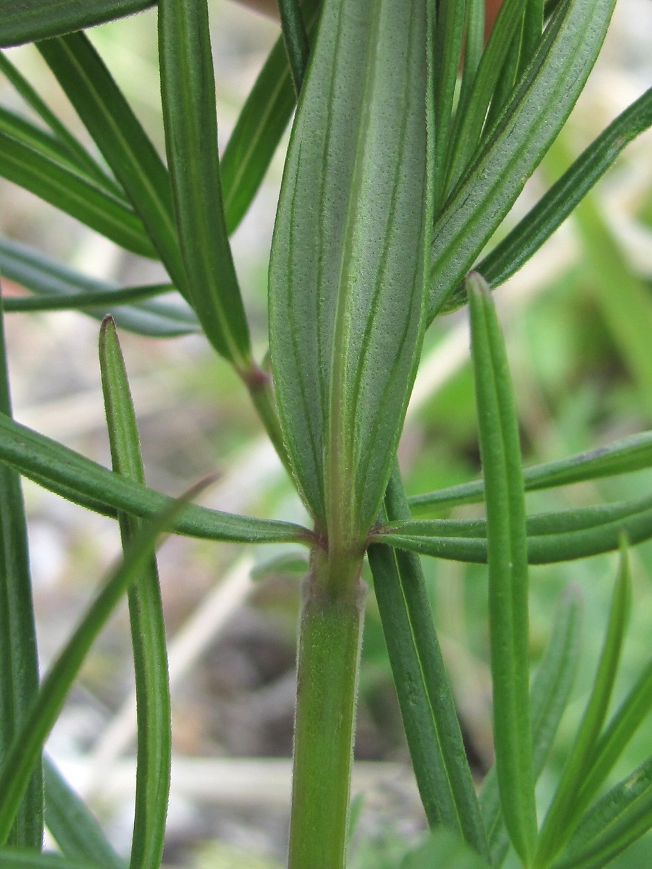 Image of Dracocephalum ruyschiana specimen.