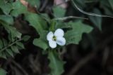 Arabis caucasica