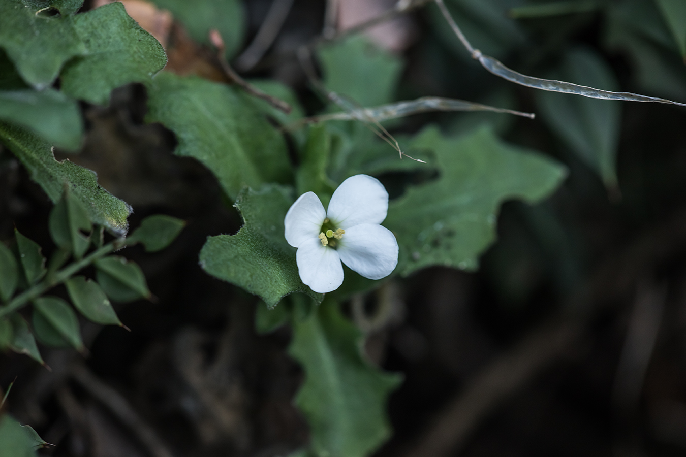 Изображение особи Arabis caucasica.