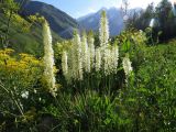 Eremurus kaufmannii. Цветущее растение. Таджикистан, р-н Сангвор; Памиро-Алай, Мазорский хребет, ≈ 2650 м, долина р. Обимазор, высокотравье. 17.06.2019.