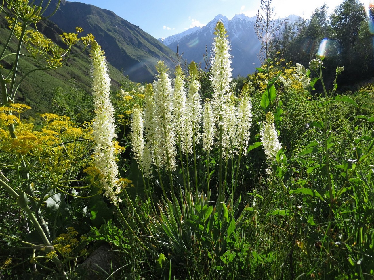 Таджикские цветы. Эремурус Таджикистана. Эремурус в горах. Горные растения Таджикистана. Целебные травы Таджикистана.
