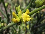 Anthyllis hermanniae. Часть побега с соцветием. Греция, о. Родос, фригана севернее мыса Прасониси. 9 мая 2011 г.
