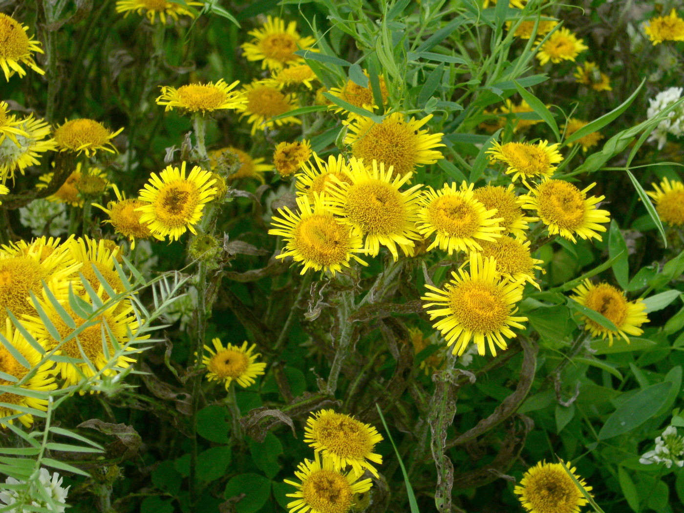 Image of Inula britannica specimen.