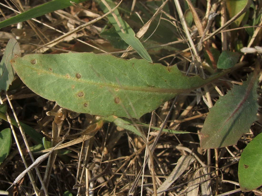 Image of Taraxacum salsum specimen.