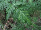 Conium maculatum. Верхушка листа, поражённого вирусом(?). Краснодарский край, Абинский р-н, юж. окр. ст-цы Холмская, свалка. 18.05.2020.