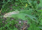 Sonchus arvensis